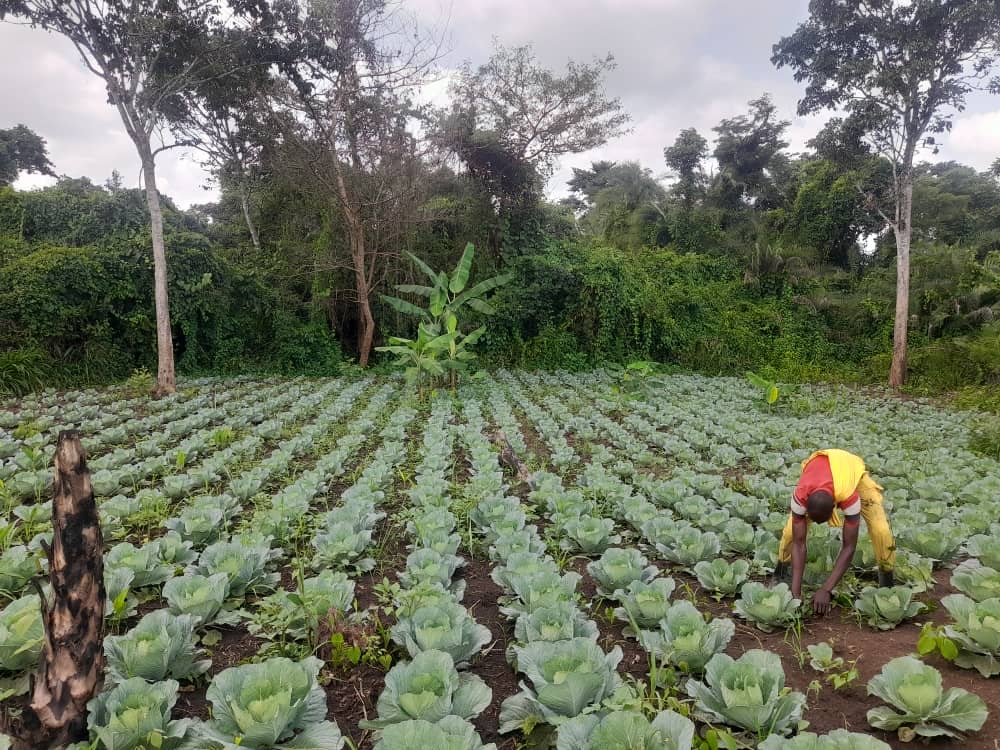 Agricultural loan