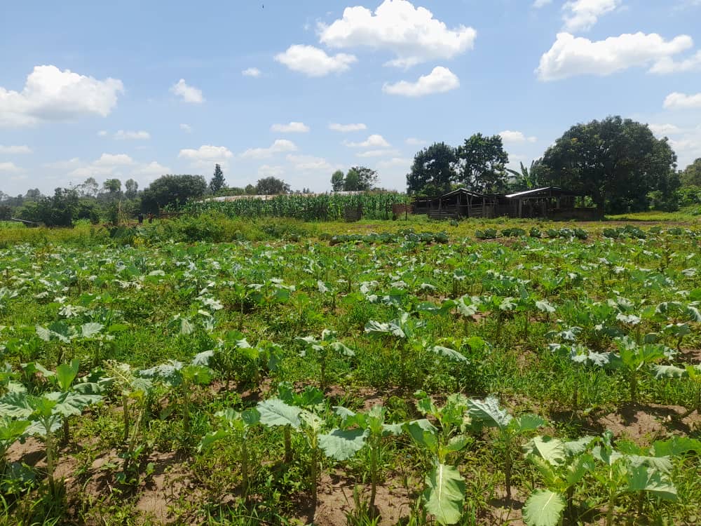 Sesame (simsim) farming in Northern Uganda